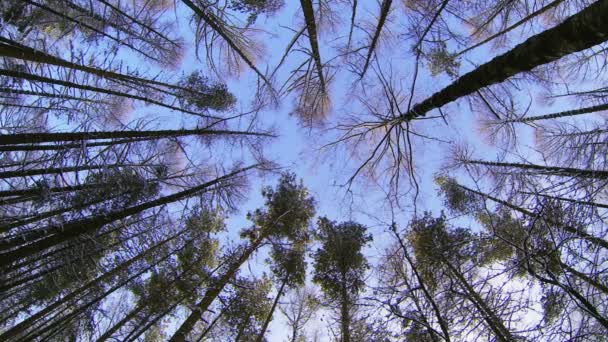 Floresta de Inverno. congelado, xmas — Vídeo de Stock