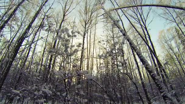Winter Forest. hiver, pays des merveilles 