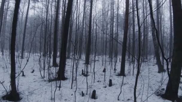 Niebla en el bosque de invierno. — Vídeos de Stock