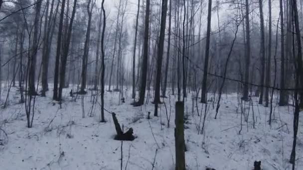 Nebbia nella foresta invernale. — Video Stock