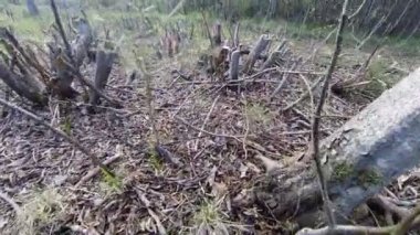 Kesilen kereste, kütükleri.