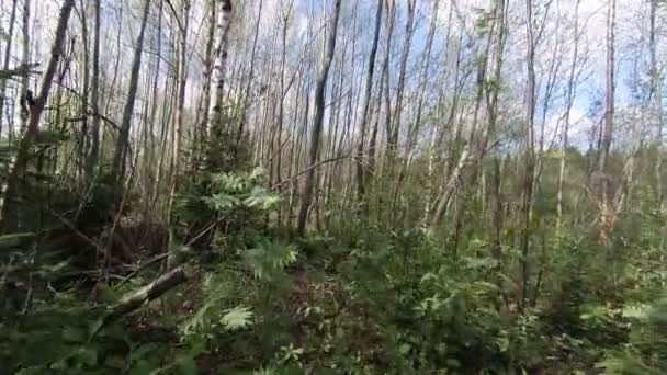 Forêt d'été. nature, arbre, beauté 