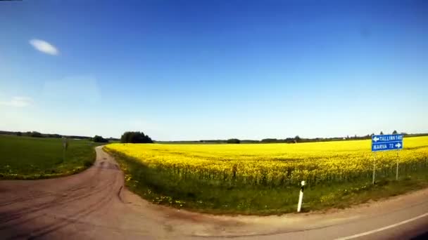 Reis langs het veld met gele bloemen. — Stockvideo