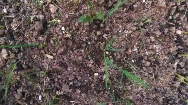 Sarımsak bahçede büyüyen.