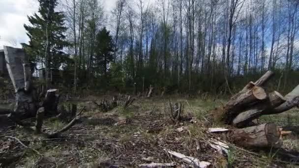 Sciages abattus, souches .