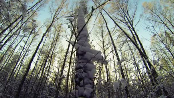 Bosque de invierno. nevado, congelado — Vídeo de stock