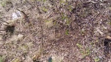 Kesilen kereste, kütükleri.