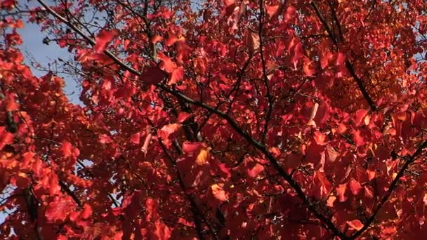 Red leaves of the bird-cherry tree. Autumn. — Stock Video