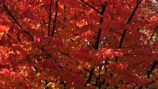 Röda blad av Häggen trädet. Hösten. — Stockvideo