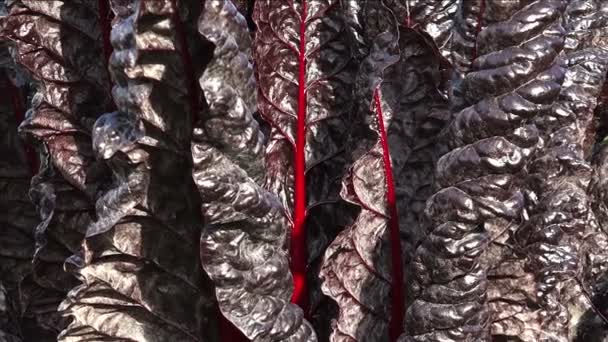 Schwarze und rote Blätter. Rhabarber, Salat. — Stockvideo
