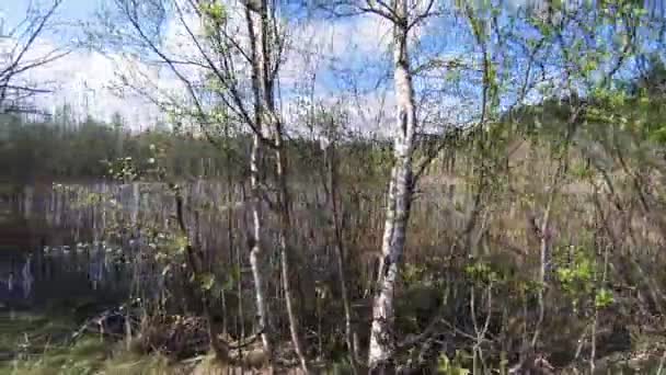 Lago de los Bosques. — Vídeo de stock