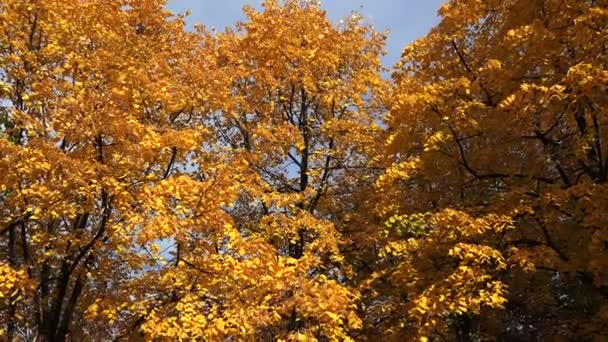 Sarı yapraklar ile kavak ağacı. Sonbahar. — Stok video