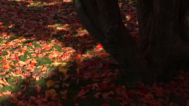 Красный кленовый лист на траве. — стоковое видео