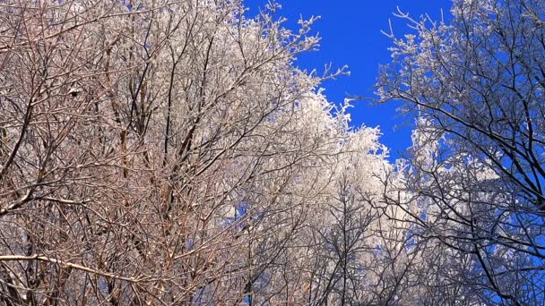 Bosque de invierno. Árboles bajo la nieve en el bosque de invierno. Día soleado . — Vídeos de Stock