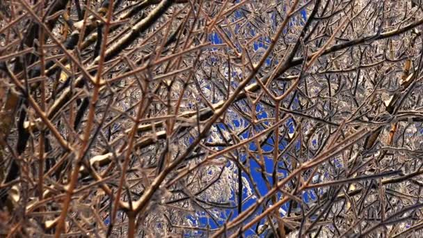 Foresta invernale. Alberi sotto la neve nella foresta invernale. Giornata di sole . — Video Stock