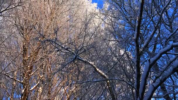 Bosque de invierno. Árboles bajo la nieve en el bosque de invierno. Día soleado . — Vídeos de Stock