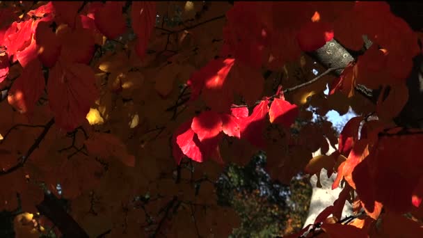 Foglie rosse dell'albero uccello-ciliegio. Autunno . — Video Stock