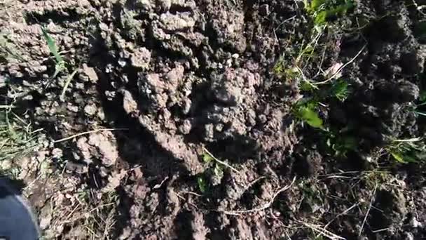 Tilled soil, black soil. — Stock Video