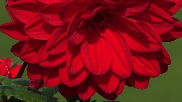 Красный Пион. ботаника, бутон — стоковое видео