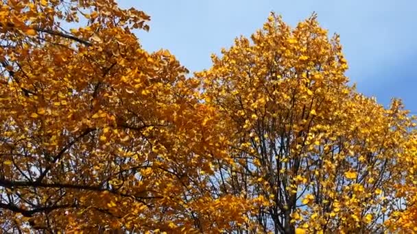 Populier boom met gele bladeren. Herfst. — Stockvideo
