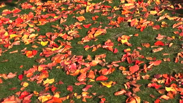 Czerwony liść klonu na trawie. — Wideo stockowe