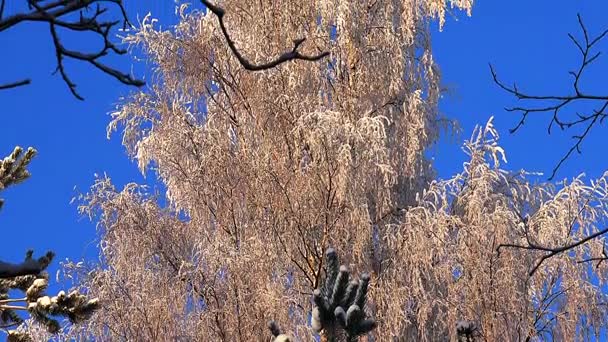 冬天的森林。树木在冬季的森林里的雪下。阳光灿烂的日子. — 图库视频影像