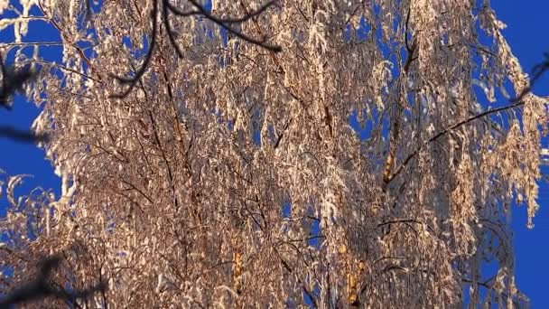 Floresta de Inverno. Árvores sob neve na floresta de inverno. Dia ensolarado . — Vídeo de Stock