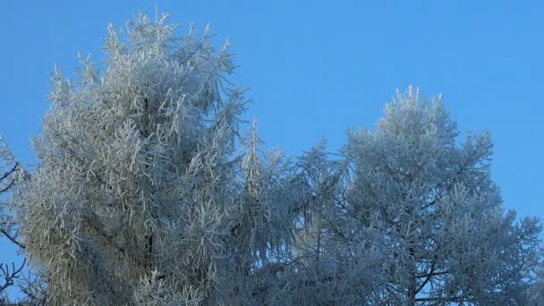 Bosque de invierno. Árboles bajo la nieve en el bosque de invierno. Día soleado . — Vídeo de stock
