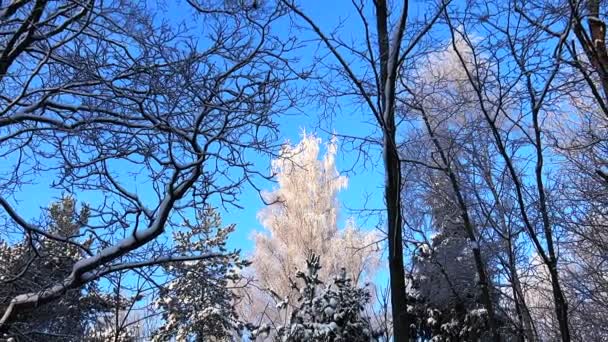 Bosque de invierno. Árboles bajo la nieve en el bosque de invierno. Día soleado . — Vídeos de Stock