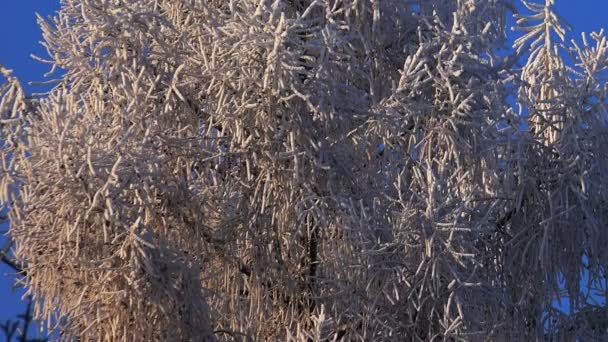 겨울 숲입니다. 겨울 숲에서 눈 아래 나무입니다. 화창한 날. — 비디오
