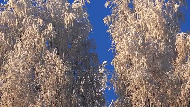 Foresta invernale. Alberi sotto la neve nella foresta invernale. Giornata di sole . — Video Stock