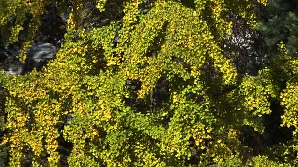 Une végétation verte. Contexte. Fleurs, herbes et arbustes .