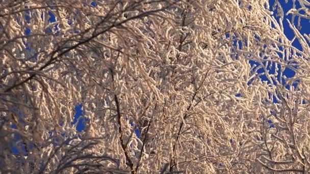 Bosque de invierno. Árboles bajo la nieve en el bosque de invierno. Día soleado . — Vídeo de stock