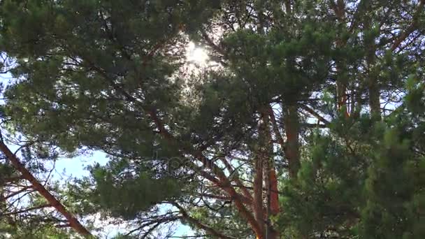 O sol brilha através das árvores. 4K . — Vídeo de Stock
