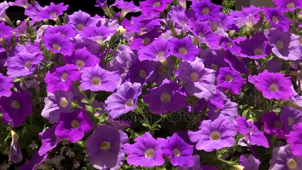 Flores campanas púrpuras. 4K . — Vídeo de stock