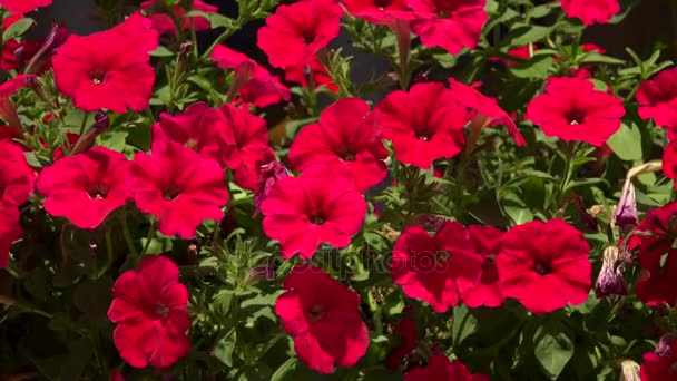 Les fleurs sont des cloches rouges. 4K . — Video