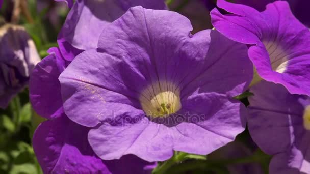 紫色的花钟。4 k. — 图库视频影像
