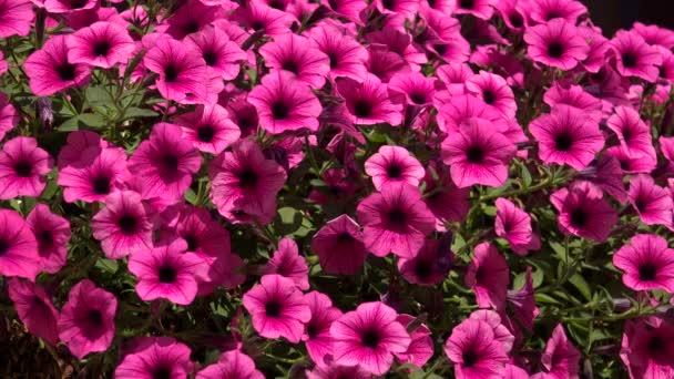 Flores campanas púrpuras. 4K . — Vídeo de stock