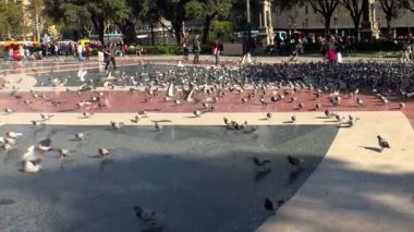 Güvercinler Barcelona merkezi meydanında. İspanya.