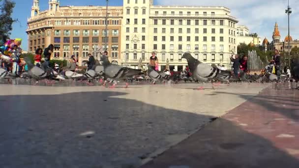 Tauben auf dem platz im zentrum von barcelona. Spanien. — Stockvideo