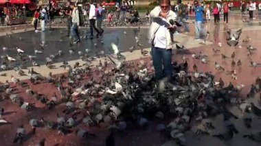 Güvercinler Barcelona merkezi meydanında. İspanya.