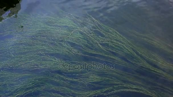 Тіна і водоростей у воді. 4 к. — стокове відео