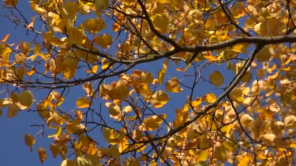 Foglie di betulla gialle contro il cielo blu. 4K . — Video Stock