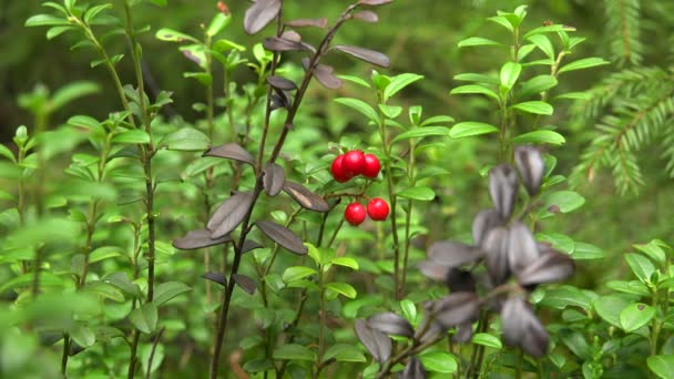 Lingonberries. Red berries. 4K. — Stock Video