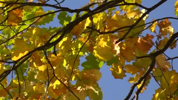 Жовте дубове листя на тлі блакитного неба. 4-кілометровий . — стокове відео