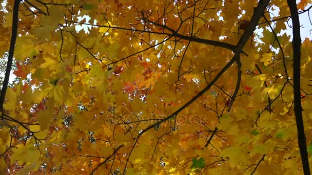 Жовте кленове листя на тлі блакитного неба. 4-кілометровий . — стокове відео