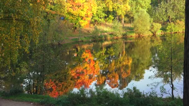 Herfst bos. Lake. Herfst landschap. 4k. — Stockvideo