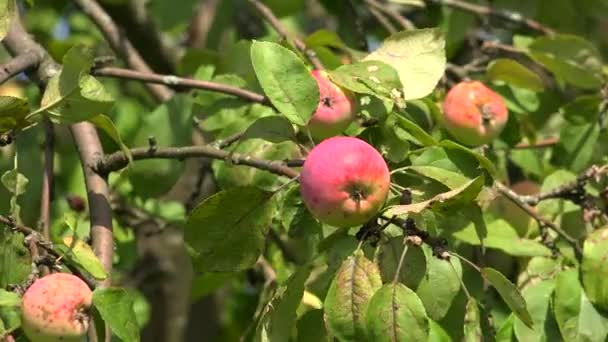 リンゴの木の枝で熟したリンゴ。4 k. — ストック動画