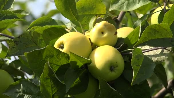 Maçãs maduras no ramo de árvore de maçã. 4K . — Vídeo de Stock