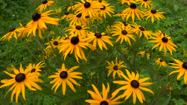 Echinacea. Margarida amarela. 4K . — Vídeo de Stock